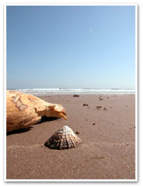 A Sea Shell On Beadnell Beach