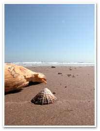 A Sea Shell On Beadnell Beach